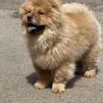 Fonia-female-Chow-puppy-for sale-3