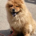 Fonia-female-Chow-puppy-for sale-4