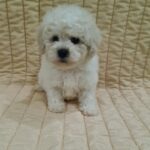 Fox-male-bichon-frise-puppy-for-sale- (1)