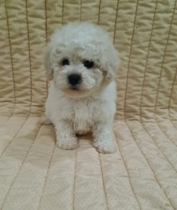 Fox Bichon Frise