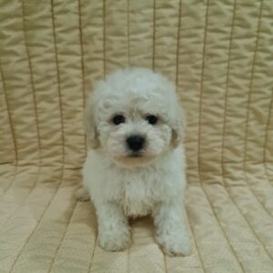 Fox Bichon Frise