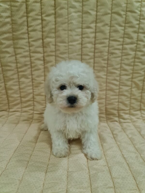Fox Bichon Frise