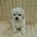 Fox-male-bichon-frise-puppy-for-sale- (3)