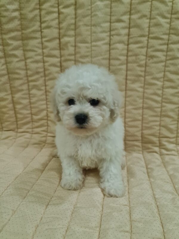 Fox Bichon Frise