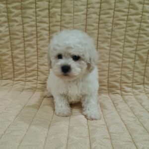 Fox Bichon Frise