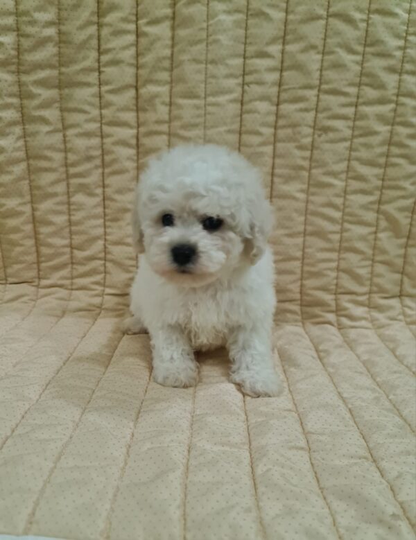 Fox Bichon Frise