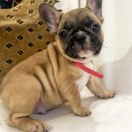 Vens French Bulldog