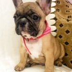 Fox-male-french-bulldog-puppy-for-sale-1 (2)