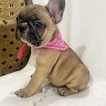 Fox-male-french-bulldog-puppy-for-sale-1 (3)