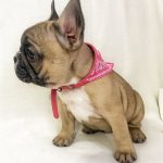 Fox-male-french-bulldog-puppy-for-sale-1 (4)