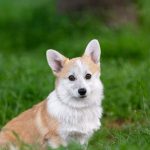 Foxy-female-Welsh-Corgi-puppy-for-sale-1
