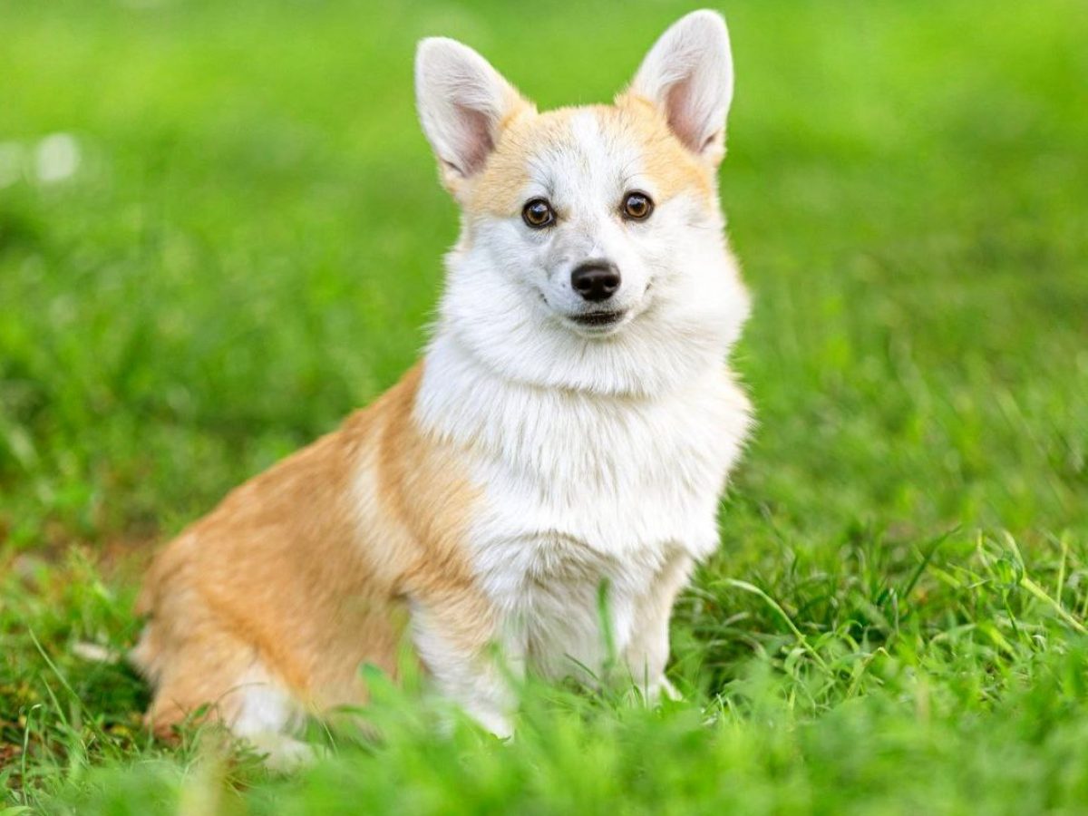 Corgi Mixes Corgi Puppies Hypoallergenic Top Corgi X Puppies Sale