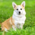 Viara Welsh Corgi