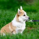 Foxy-female-Welsh-Corgi-puppy-for-sale-3