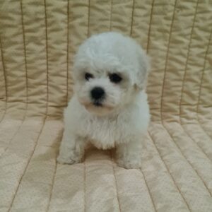 Foxy Bichon Frise