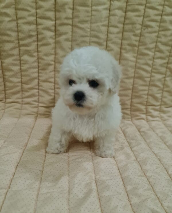 Foxy Bichon Frise