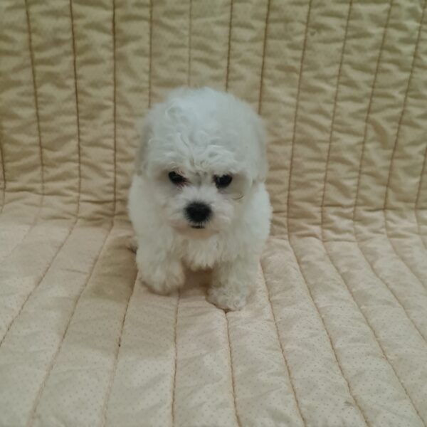 Foxy Bichon Frise