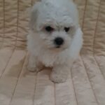 Foxy-female-bichon-frise-puppy-for-sale- (3)