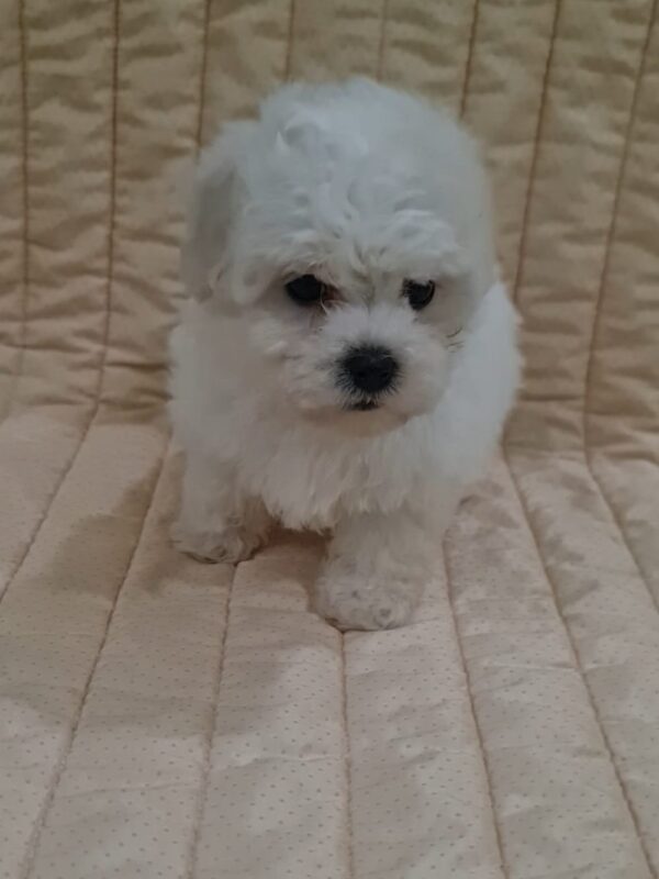Foxy Bichon Frise