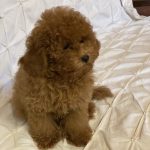 Franny-female-toy-poodle-puppy-for-sale-1 (1)