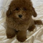 Willson Toy Poodle
