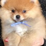 Alisa Pomeranian