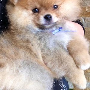 Fred Pomeranian
