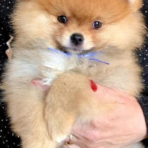 Fred Pomeranian