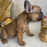 Joker French Bulldog