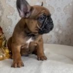 Funtik-male-french-bulldog-puppy-for-sale-1 (2)