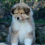 Gingersnap-male-Rough-Collie-puppy-for-sale-4