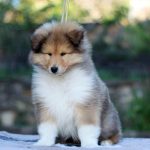 Goody Rough Collie