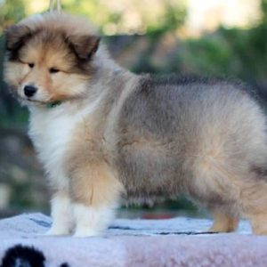 Golddigger Rough Collie