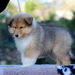 Goody Rough Collie