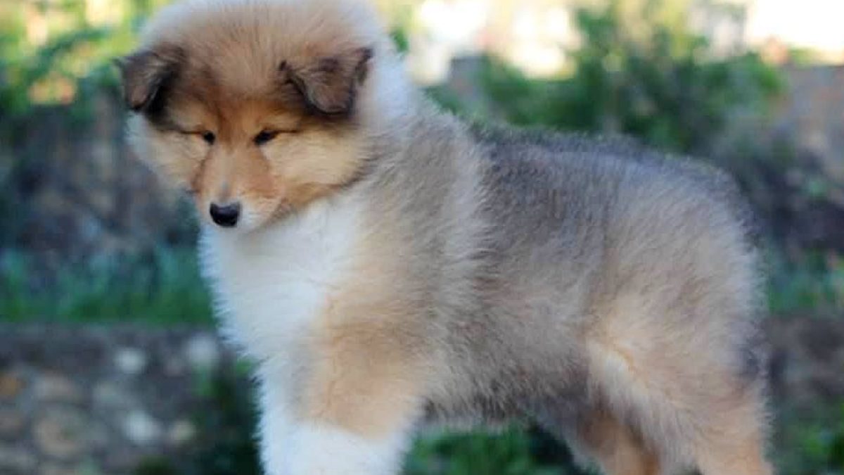 Rough Collie Dogs and Puppies for sale