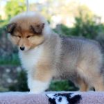 Gingersnap Rough Collie