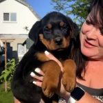 Rocco Rottweiler