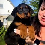 Harson-male-Rottweiler-puppy-for-sale-2