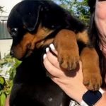 Harson-male-Rottweiler-puppy-for-sale-3