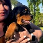 Harson Rottweiler