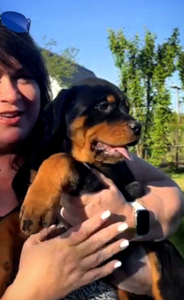 Hillary Rottweiler