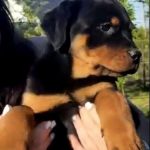 Hillary-female-Rottweiler-puppy-for-sale-2