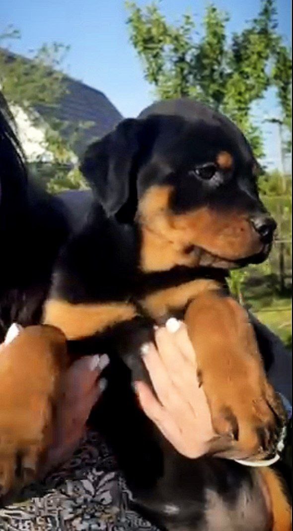 Hillary Rottweiler