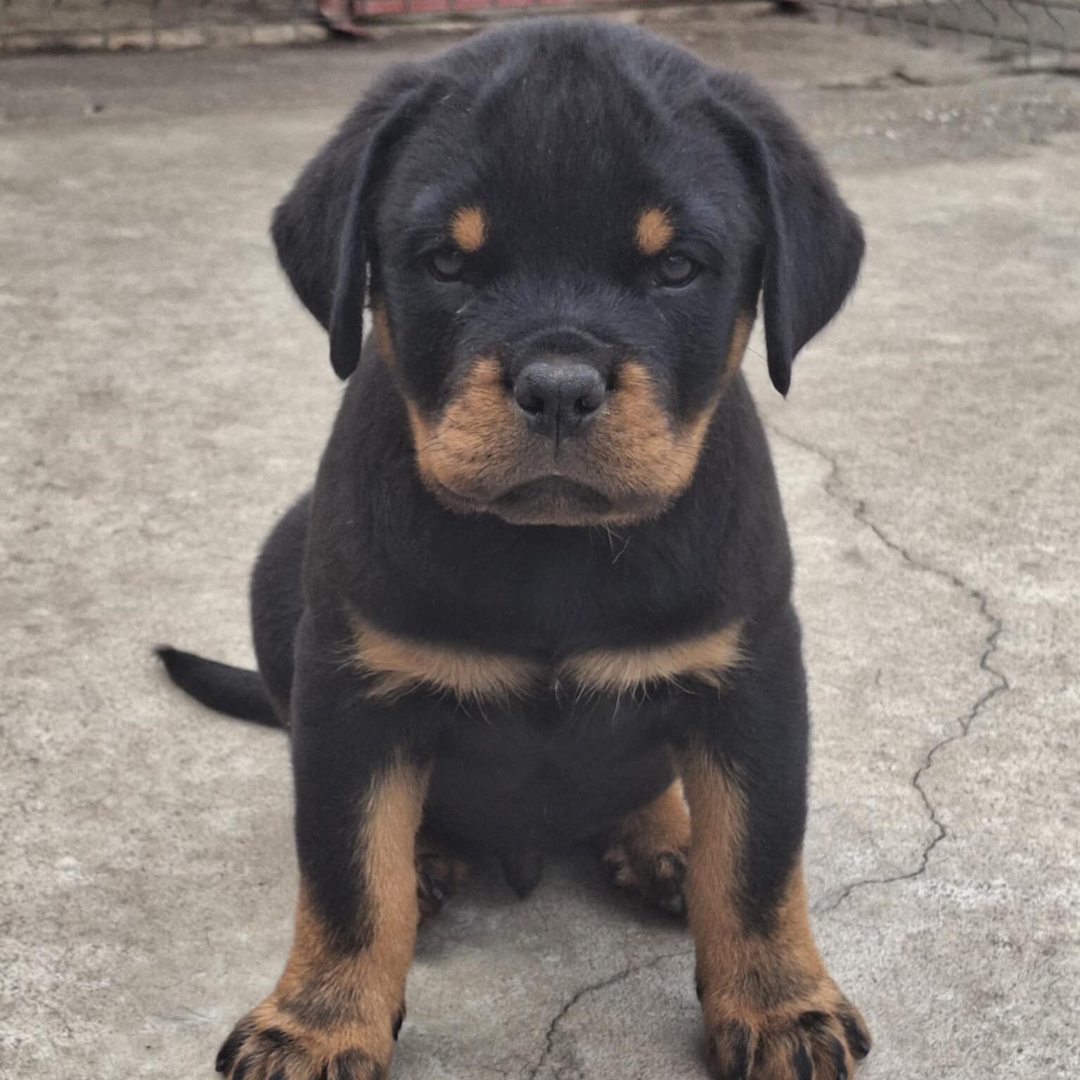 St Bernard Rottweiler Pit Mix Puppies For Sale St Bernard And