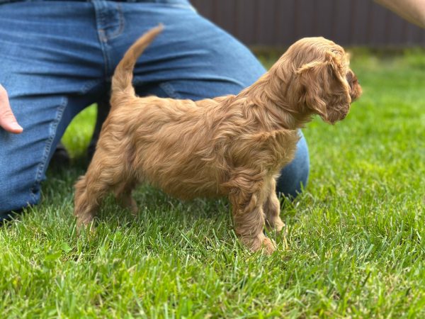 Janka Cockapoo