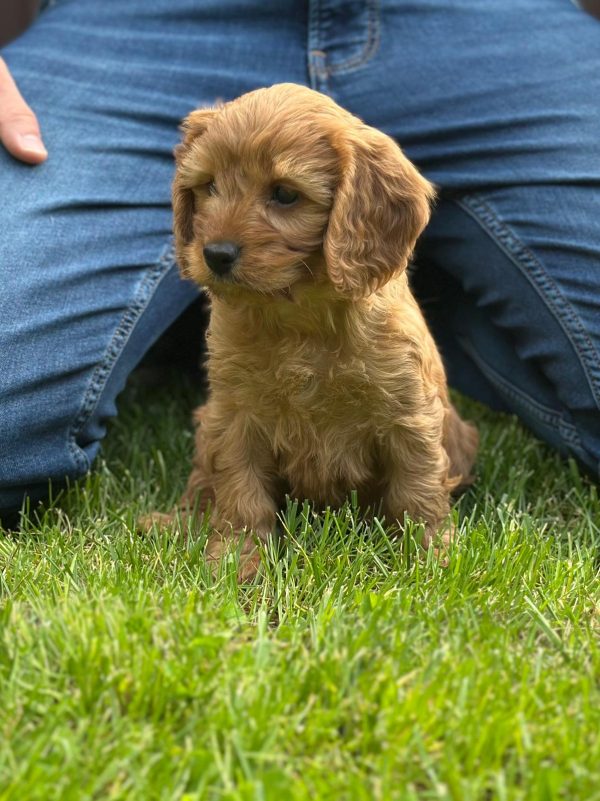 Janka Cockapoo