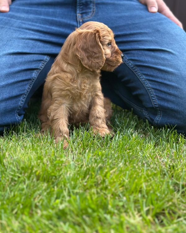 Janka Cockapoo