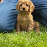 Adeliene Cockapoo