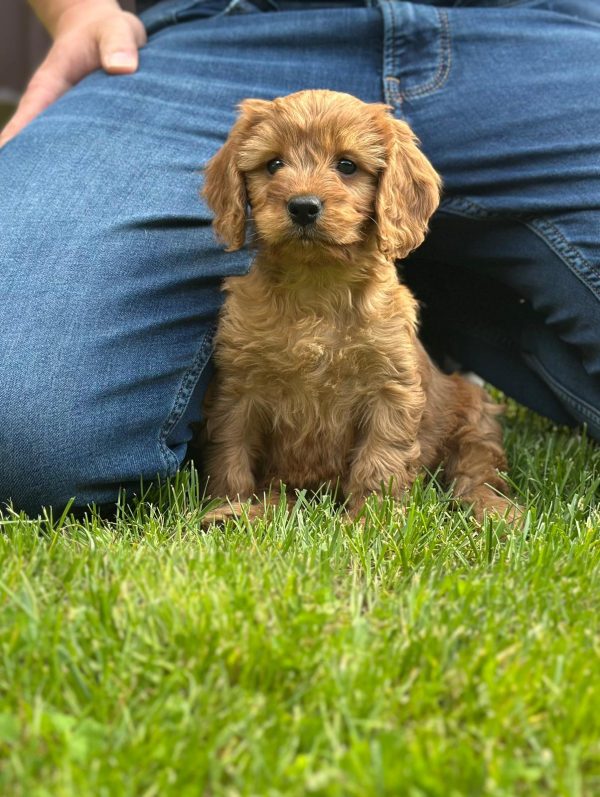 Janka Cockapoo