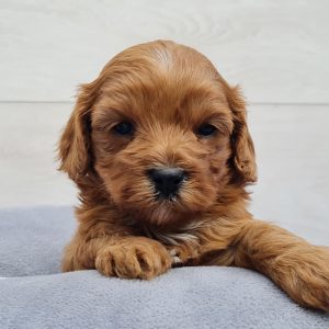 Judah